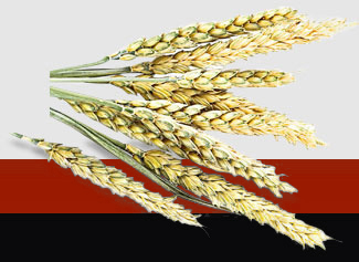 888集团电子游戏(中国游)有限公司官网