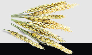 888集团电子游戏(中国游)有限公司官网