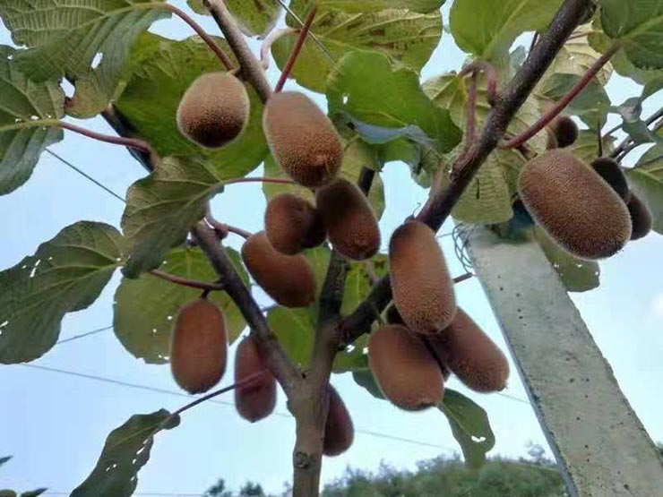 888集团电子游戏(中国游)有限公司官网