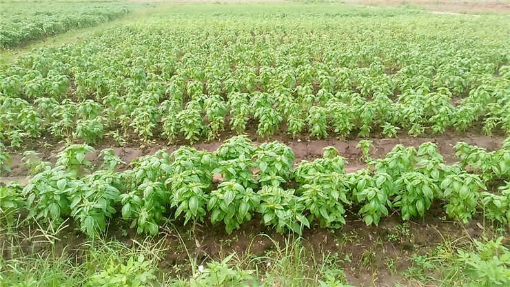 888集团电子游戏(中国游)有限公司官网