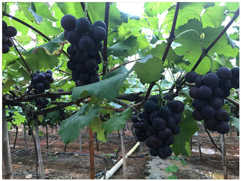 888集团电子游戏(中国游)有限公司官网