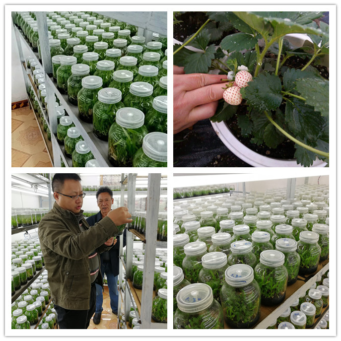 888集团电子游戏(中国游)有限公司官网