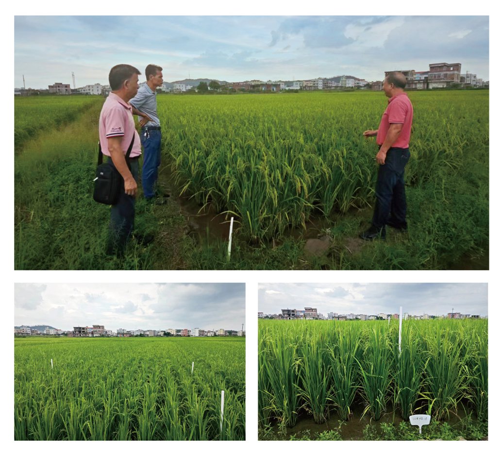 888集团电子游戏(中国游)有限公司官网